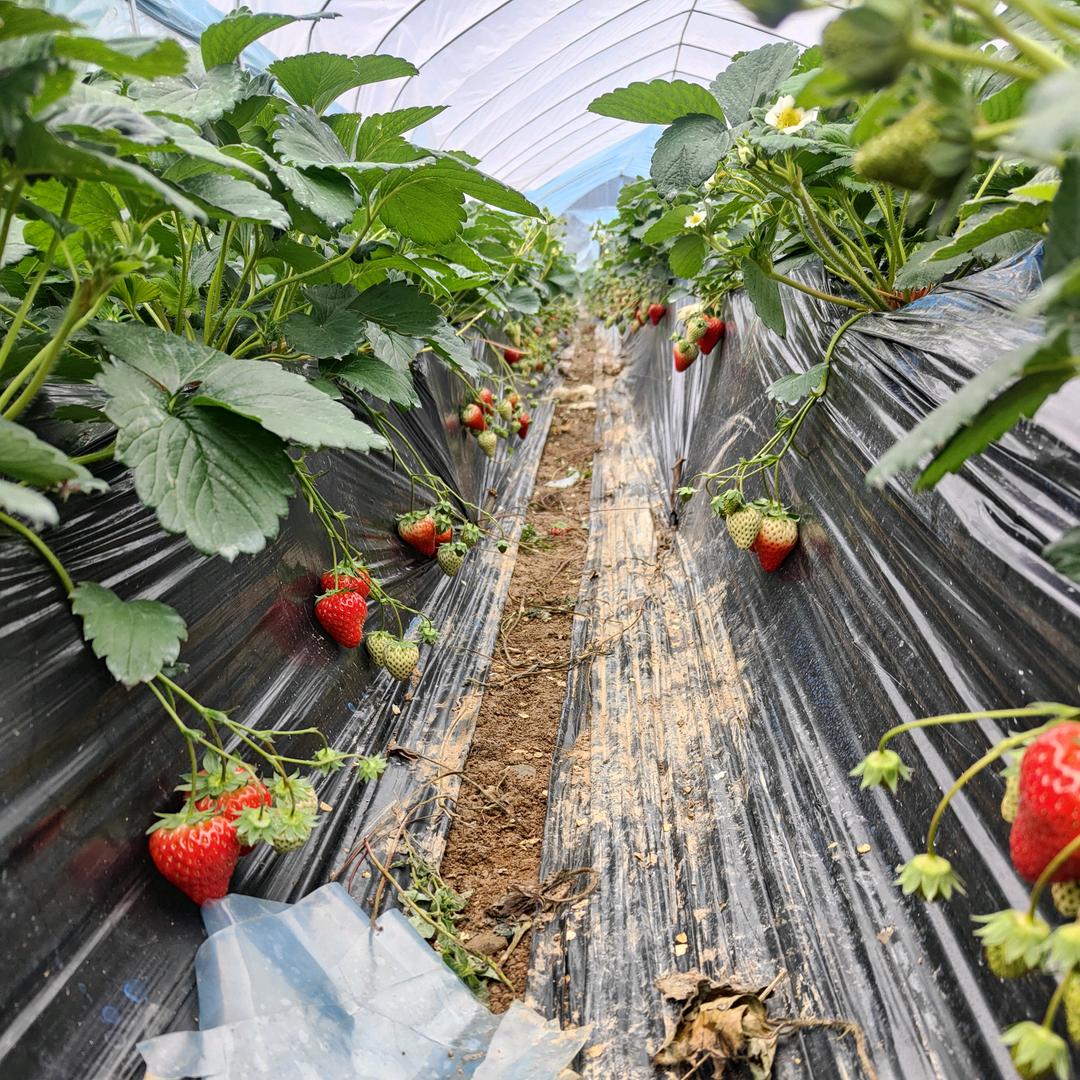草莓🍓西瓜🍉种植专业户，王宗礼