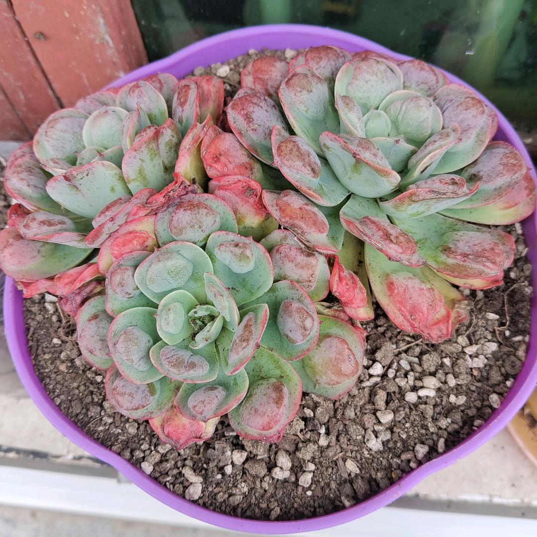 💞: ღ᭄好運ꫛ加载中……💞