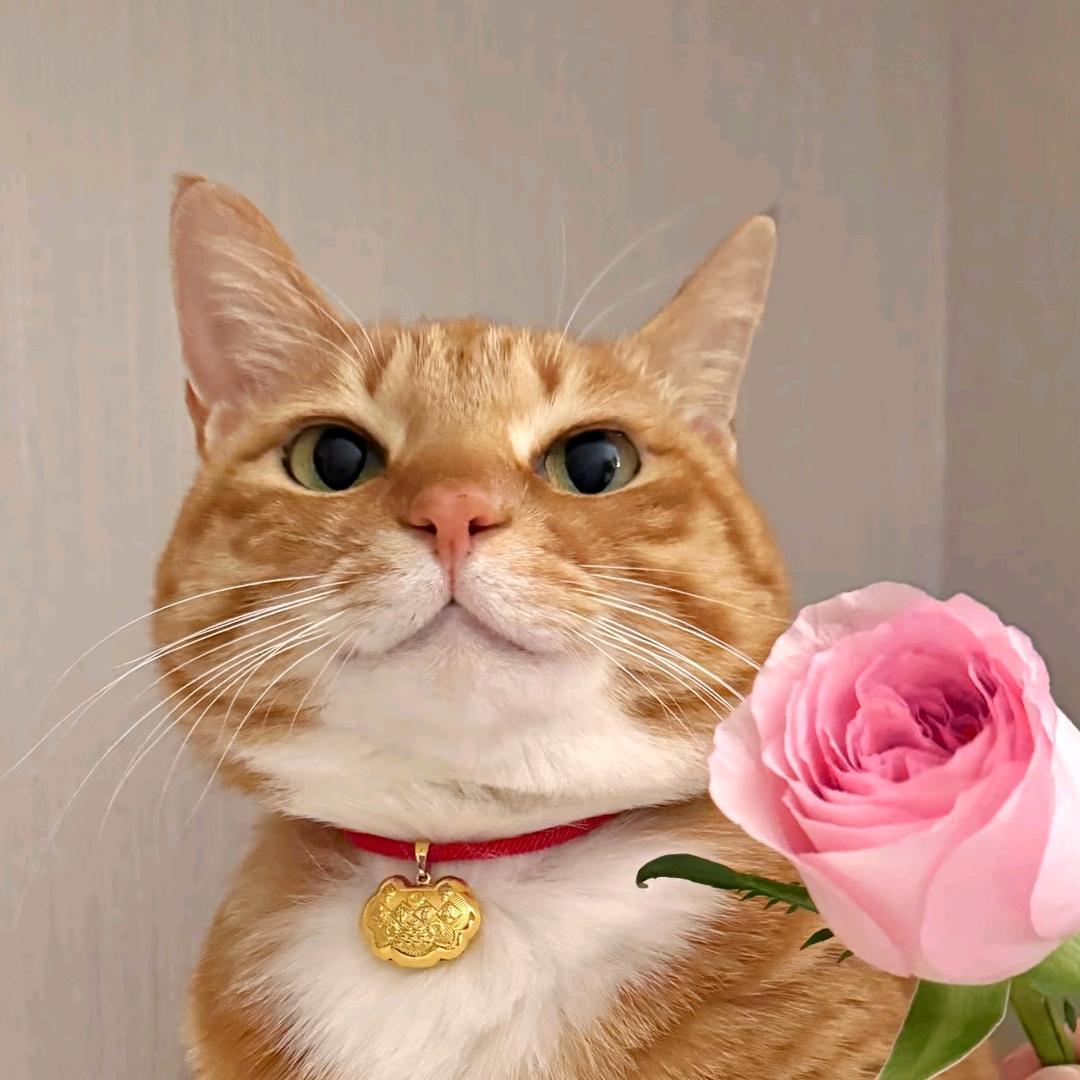 睿智桃花小猫猫