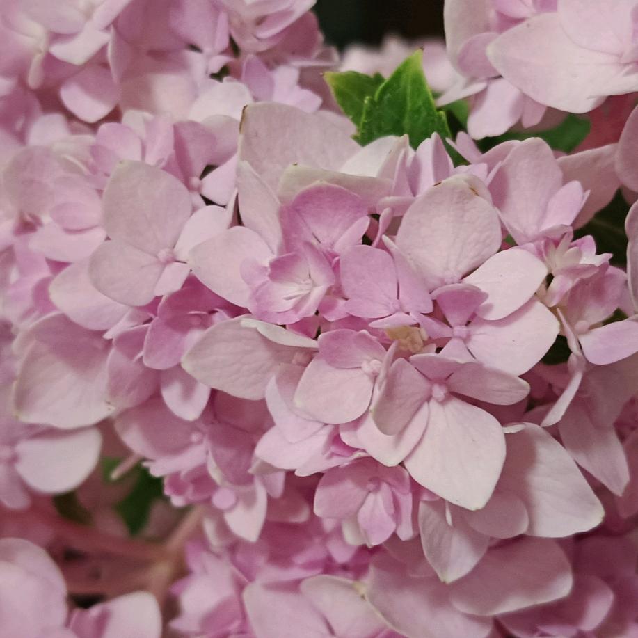 橙子扒皮吃（熬夜是狗🐶）