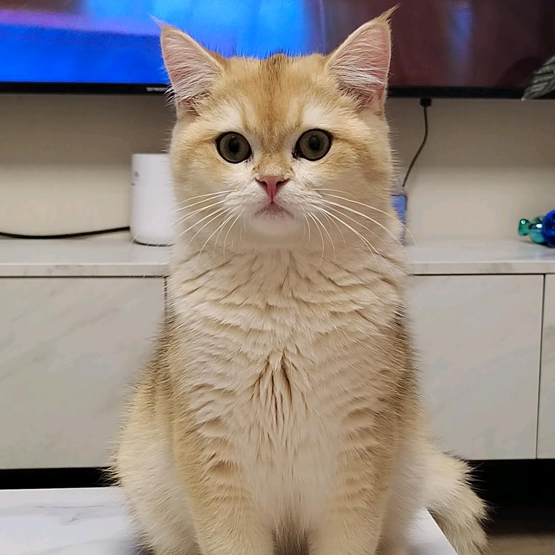 叶子ww
