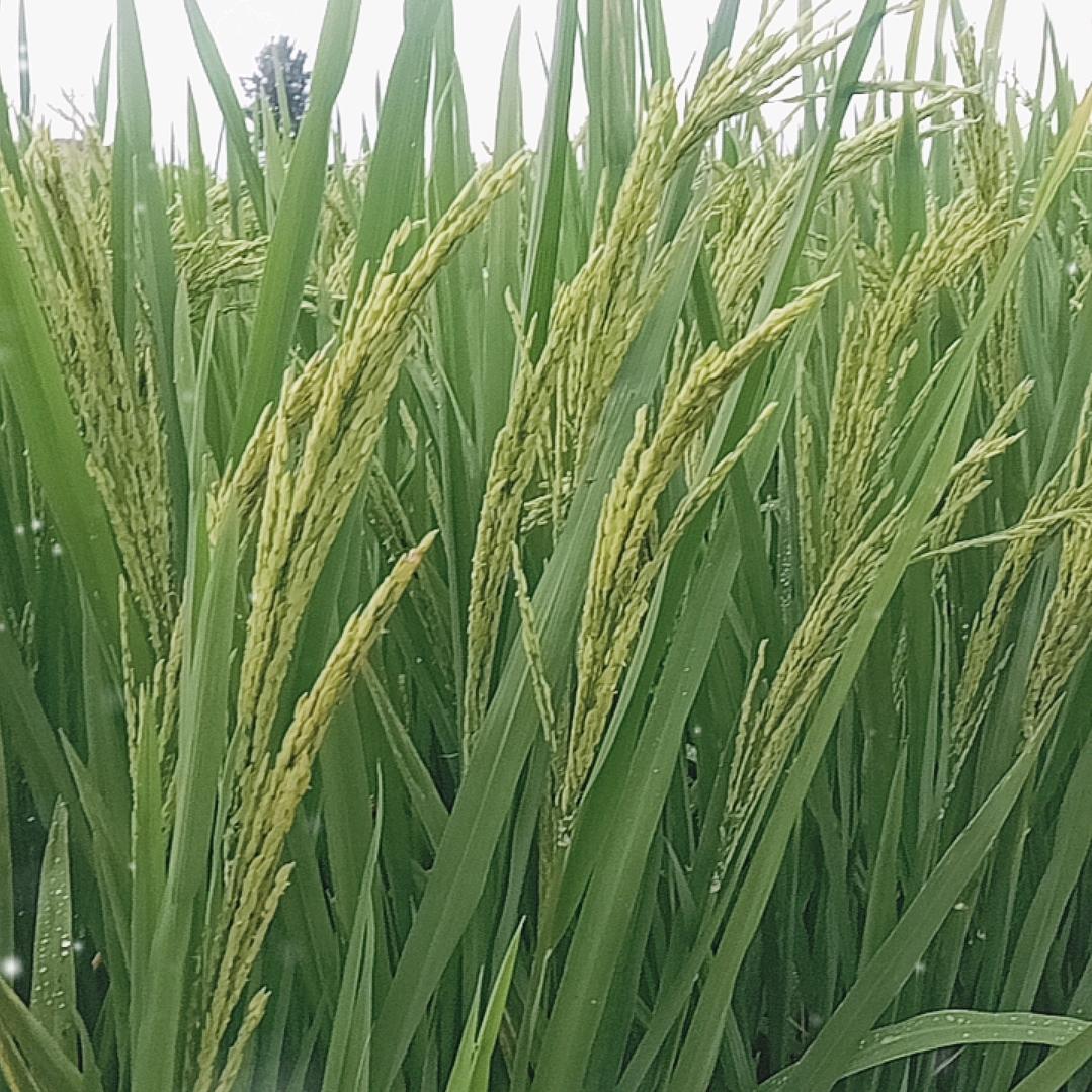 黄忠菊