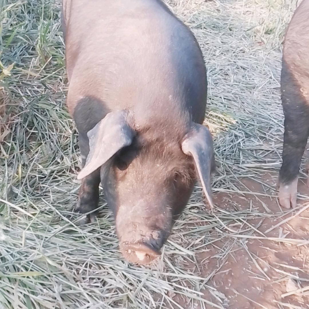 淇县土门黑土猪散养基地