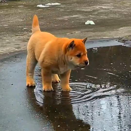 土狗吧