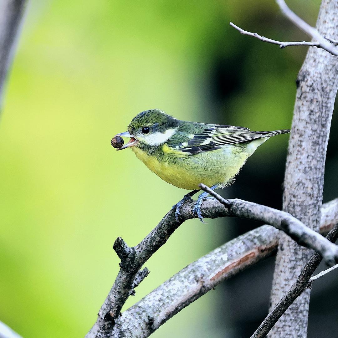 皮皮摄郎爱鸟儿