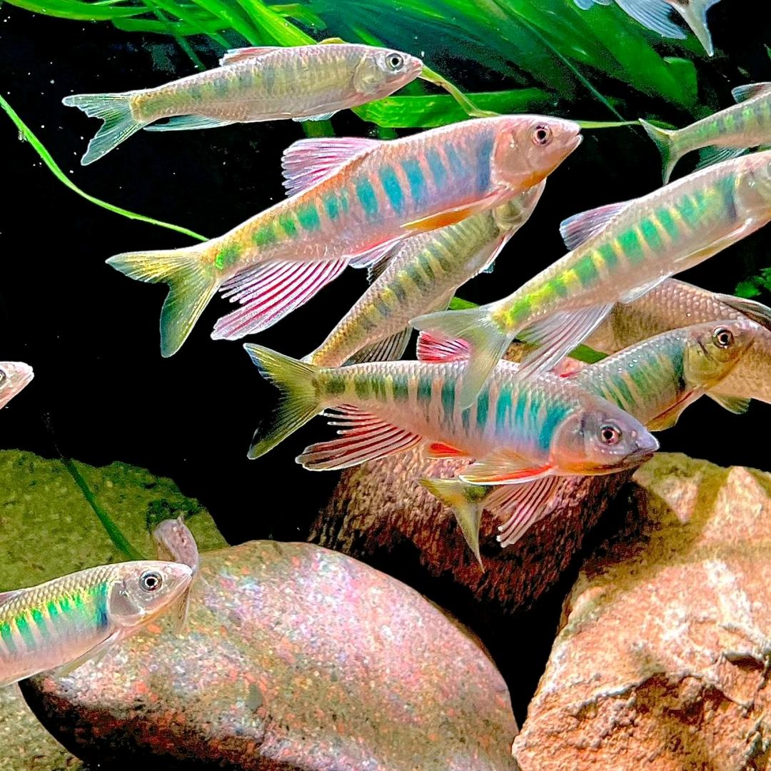 蔡班长的原生鱼店