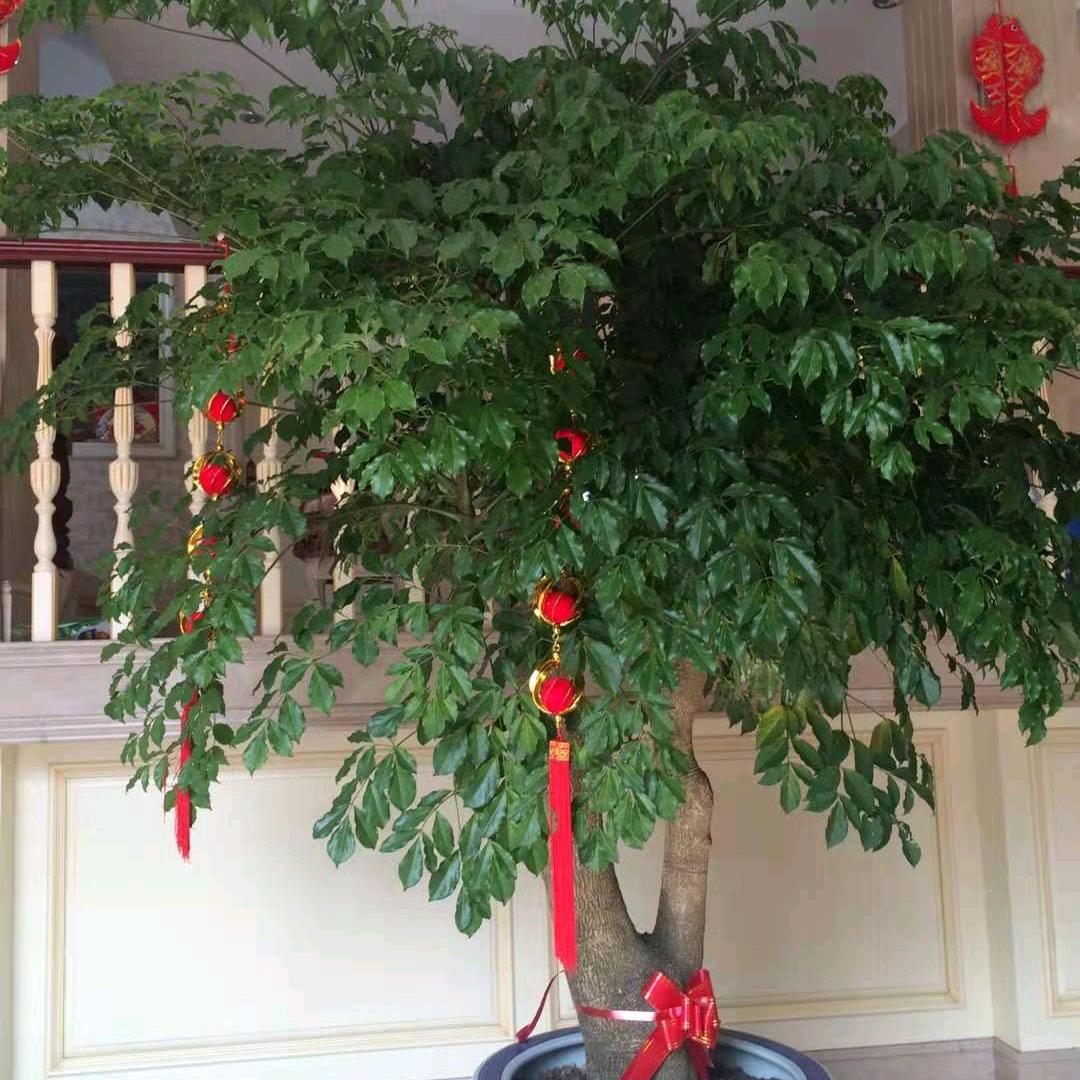 芙蓉红娘宝姐