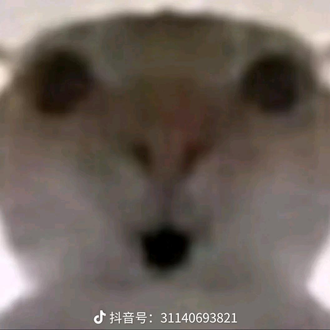 鼠鼠