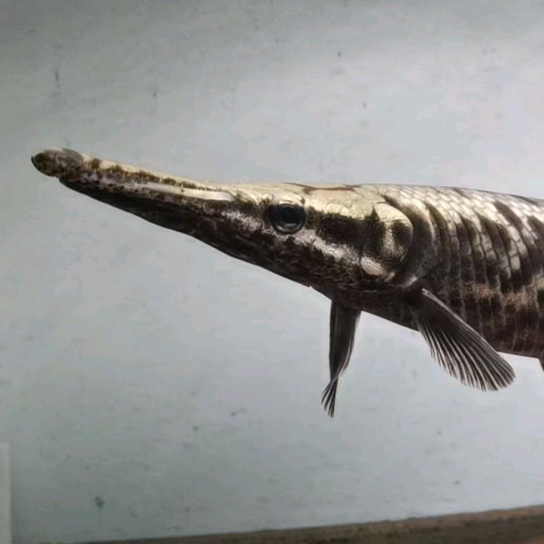 修.