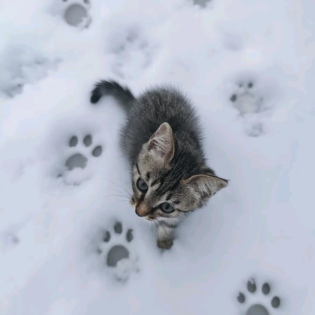 易明王道
