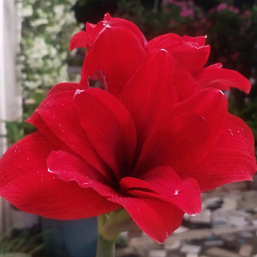 花与剑