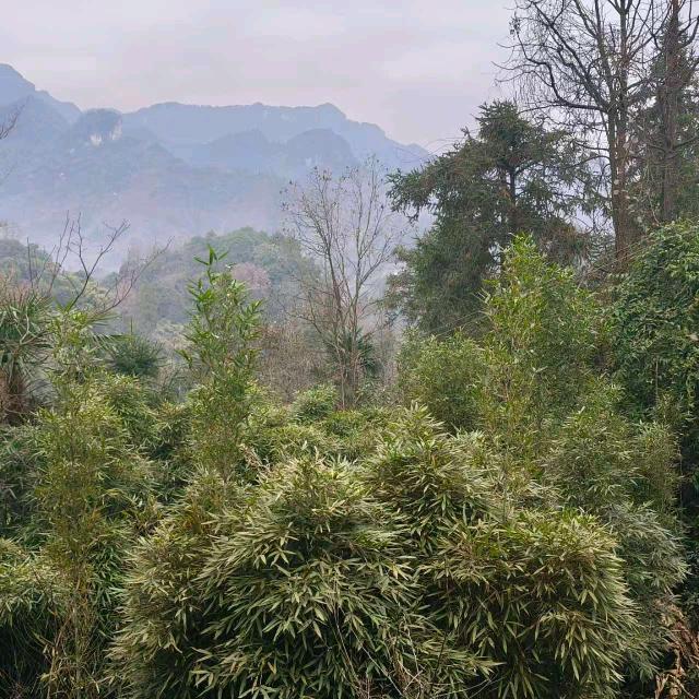 龙行天下第一剑头像
