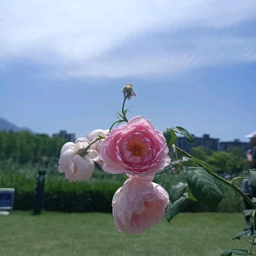 虎牙妹