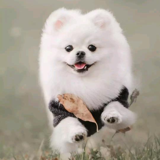 呼啦圈小号
