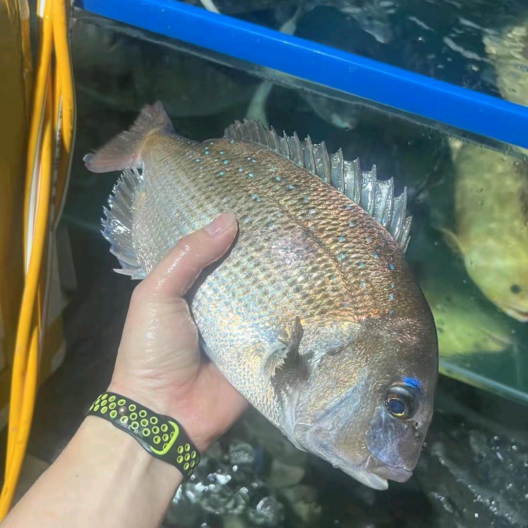 鑫宇（日照香炉生紫烟）