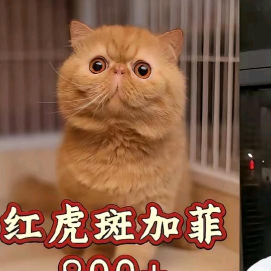 青菜《百变猫舍》