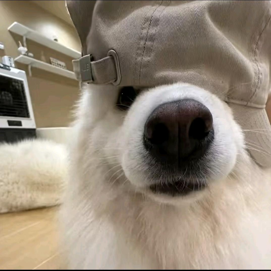 铁锅炖只大鹅