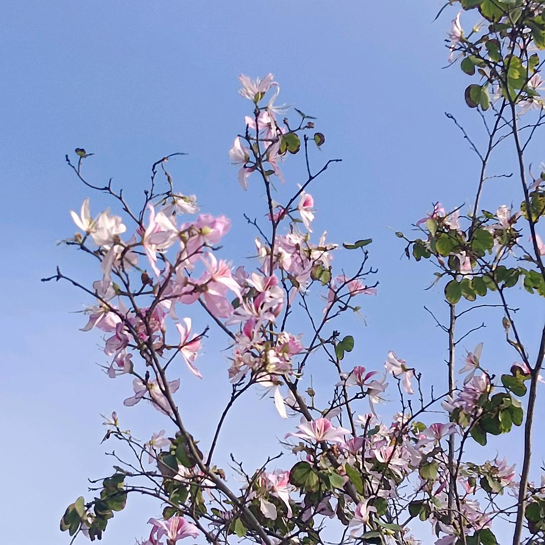 陌生默笙