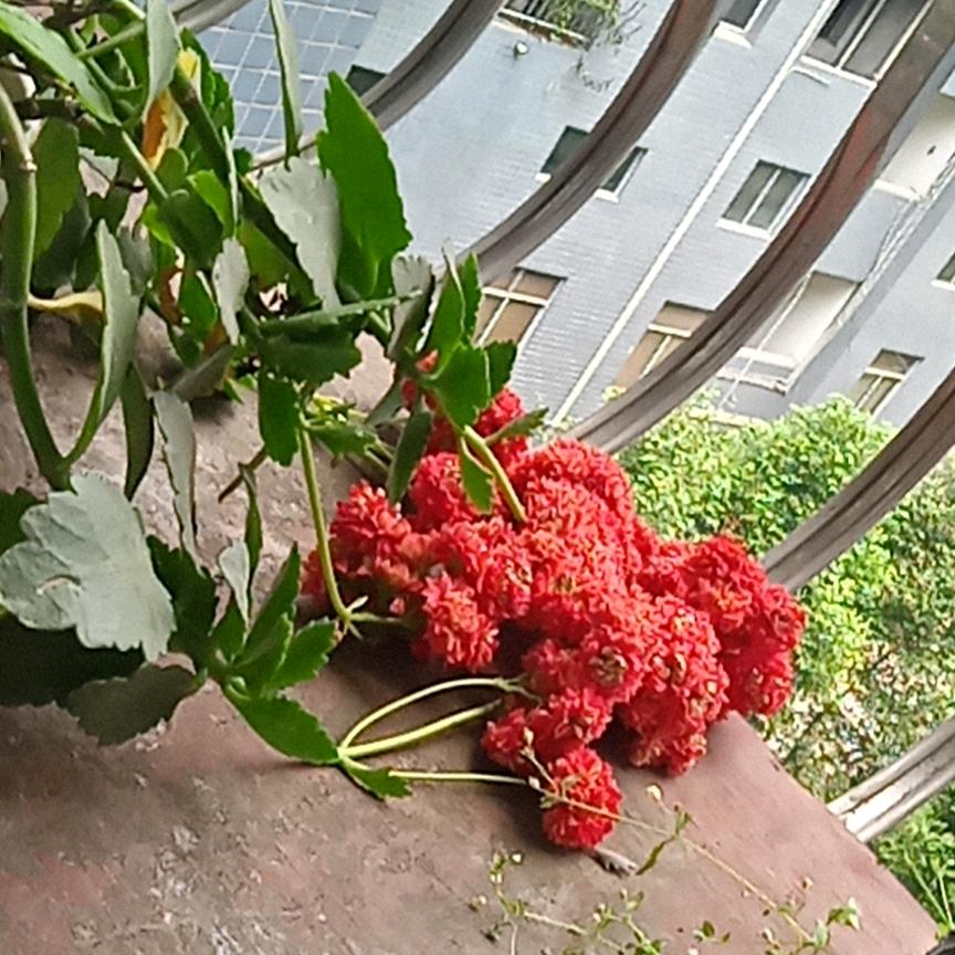 燕子飞飞