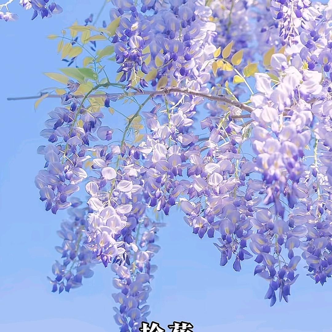 孤独摇滚