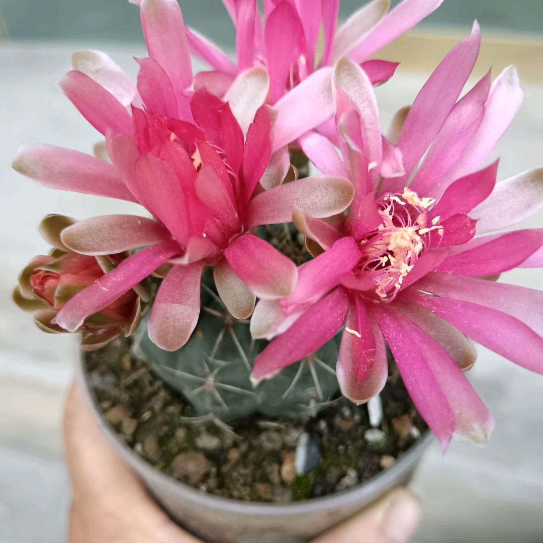 思念
