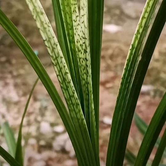 脚打前踢不要带节奏。