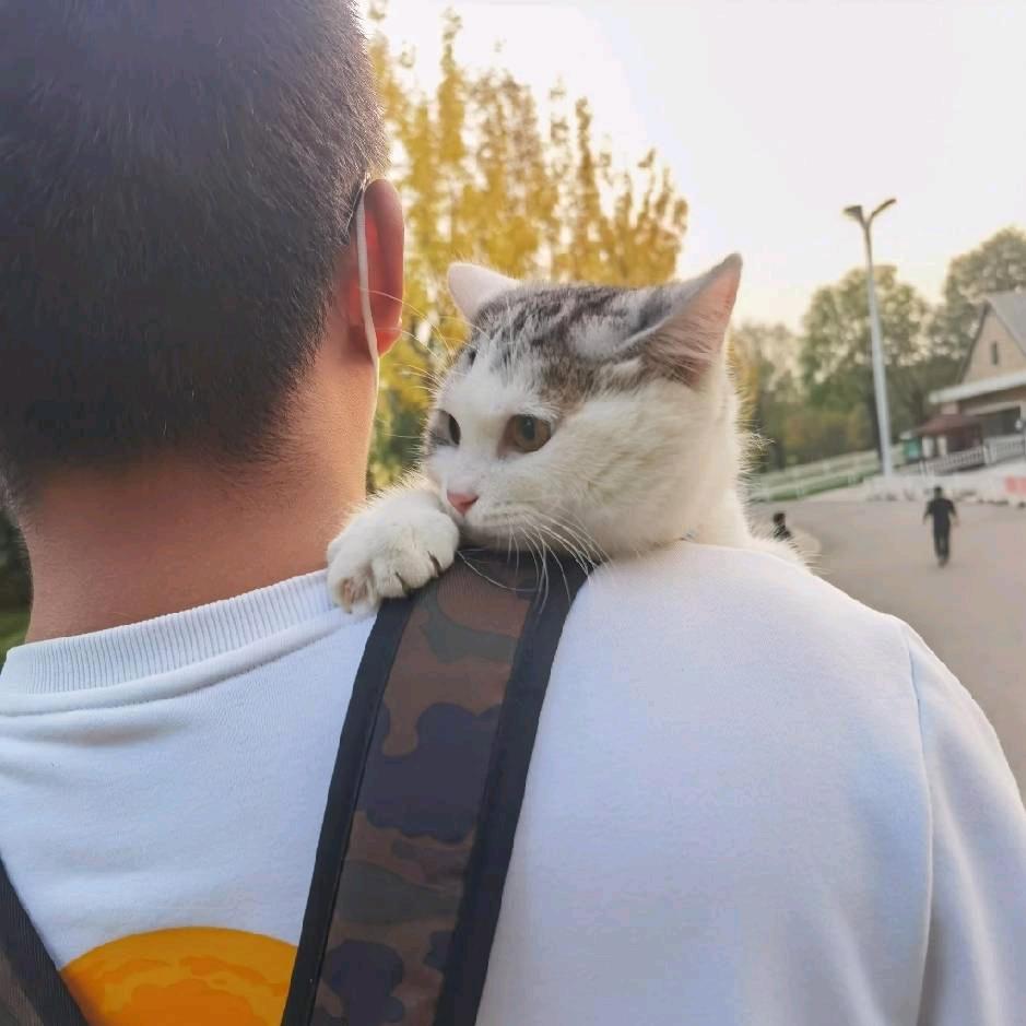考猫猫🐱