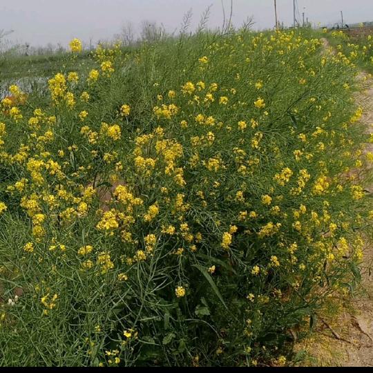 🌹🌹爱不释手🌹🌹