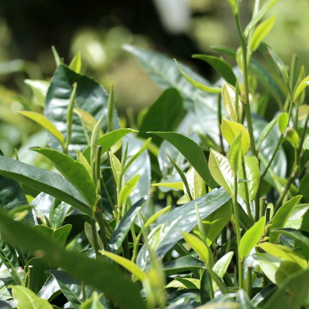 江城瑶山小喇叭