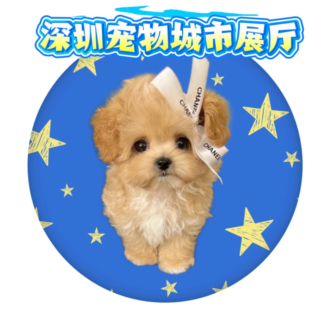 深圳宠物城市展厅