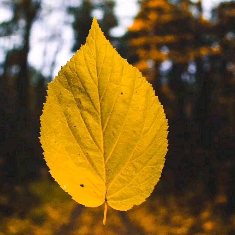 💐秋天的落叶💐