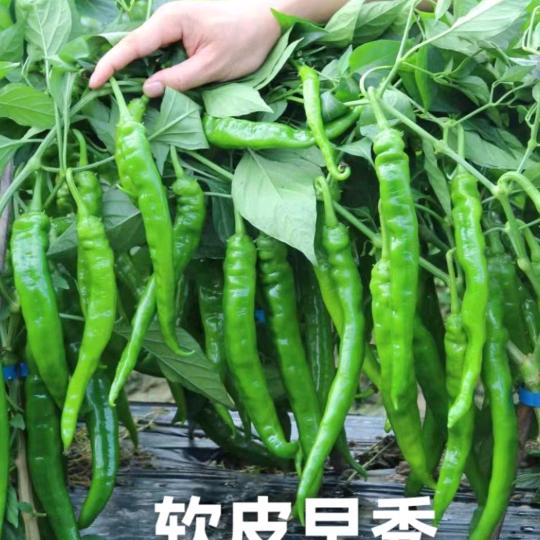 等下一年