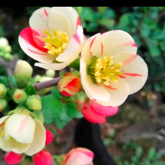 玲菲羽花卉园