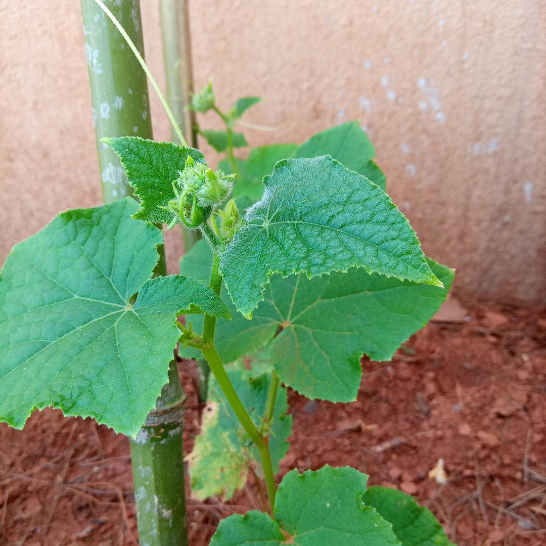 菜心飞扬