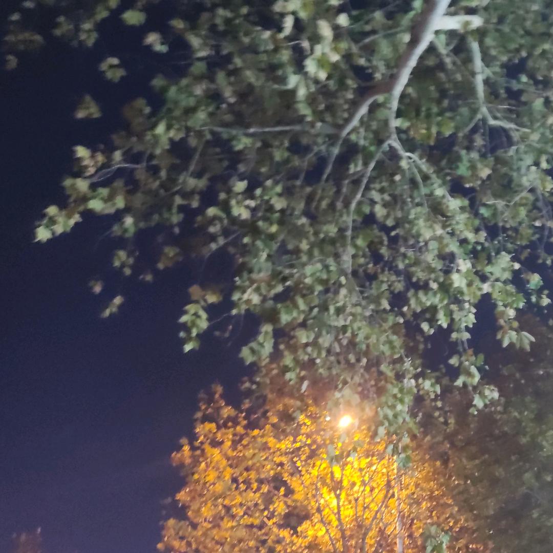老虎（虎牙）