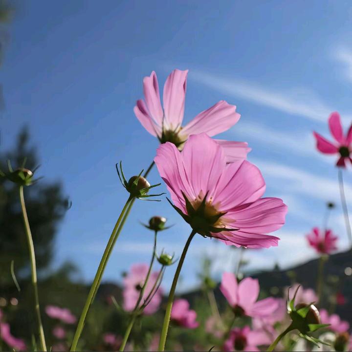 小梅花🐳🇨🇳