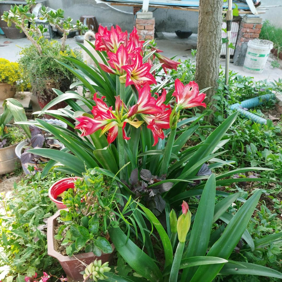 青柠琼花