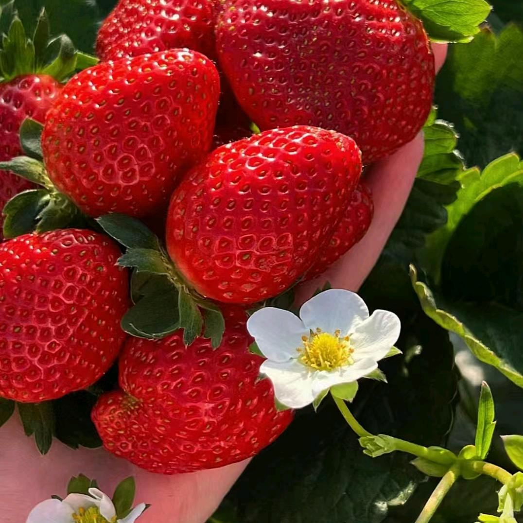 卯寨大棚草莓