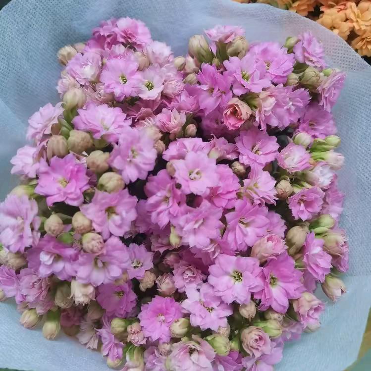 河北草坪基地绿化草坪批发