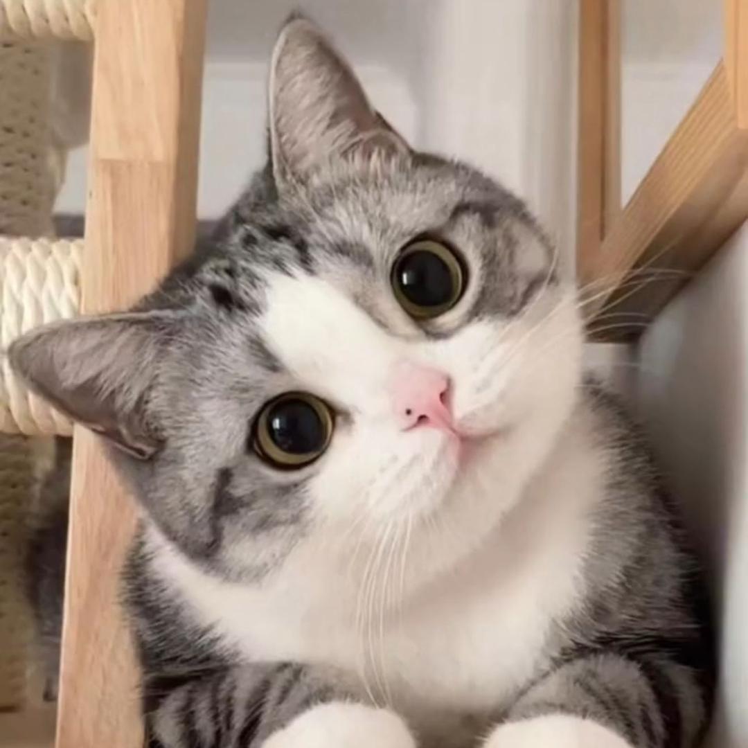 sasa