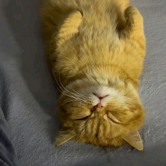 🐾