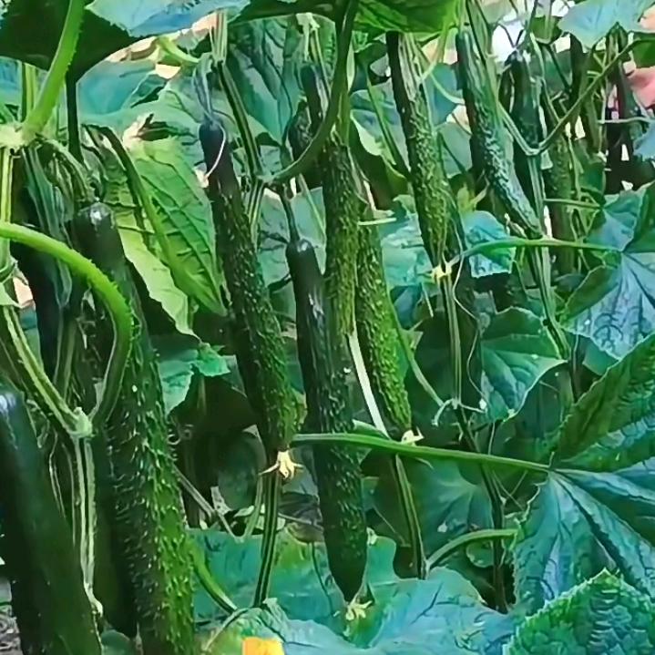 农村人豪爽