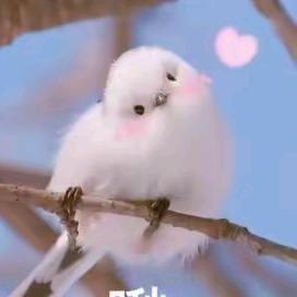 九白三三