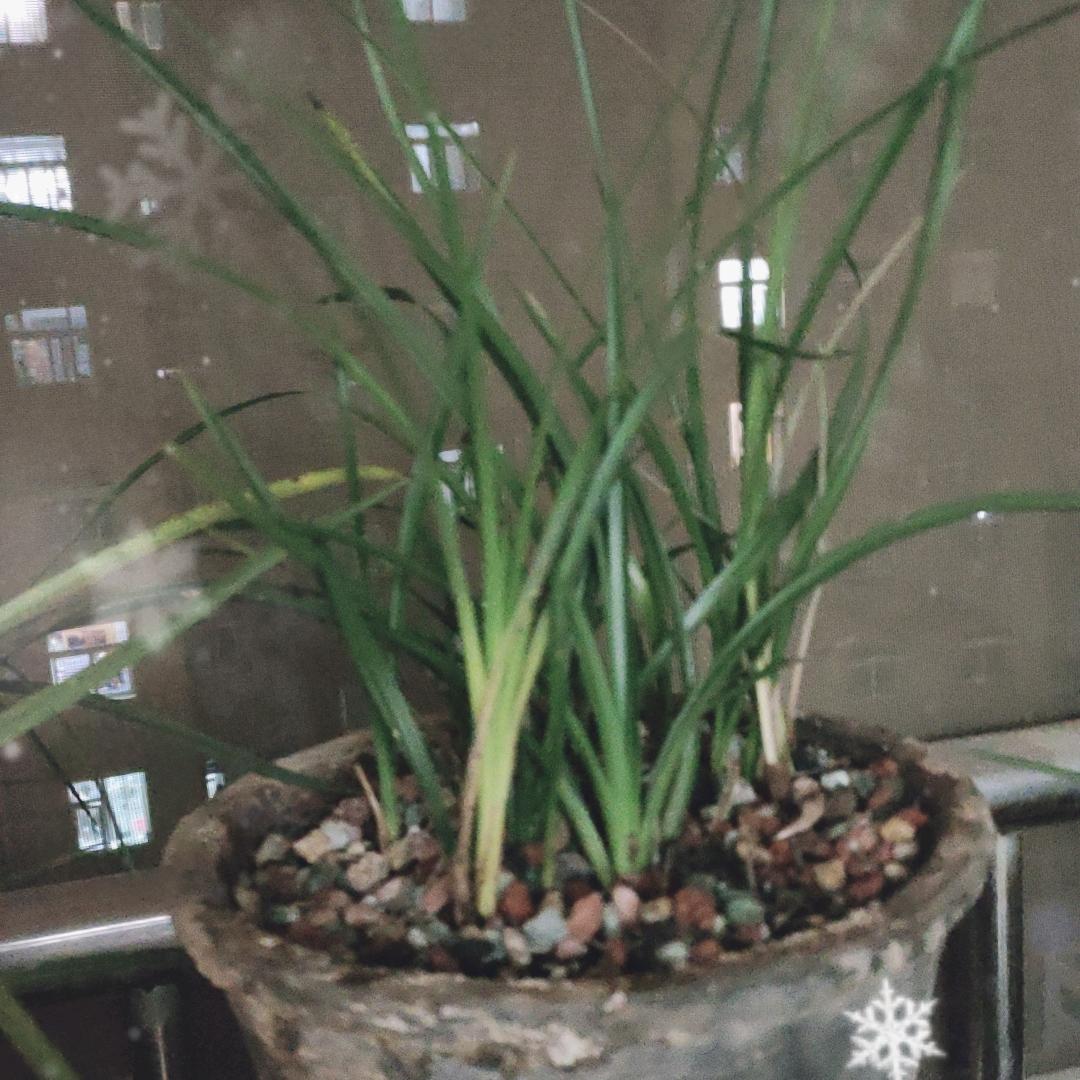 大师