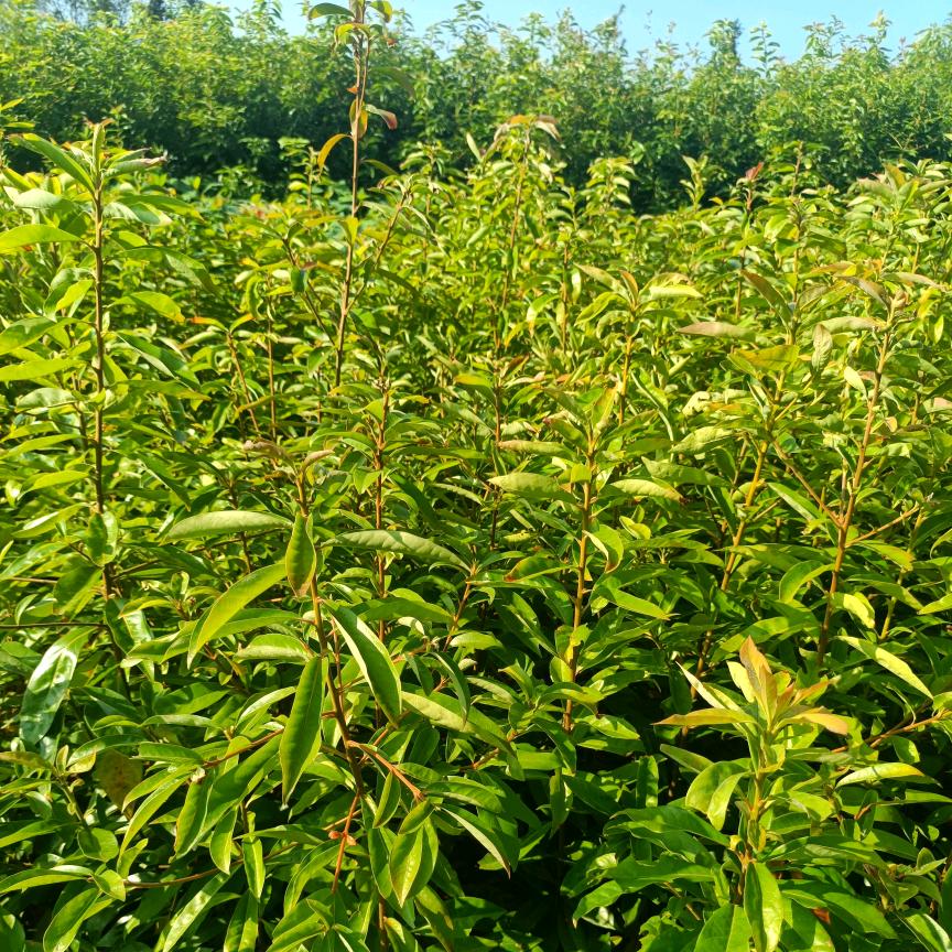 奉新县丰凌园林苗木有限公司