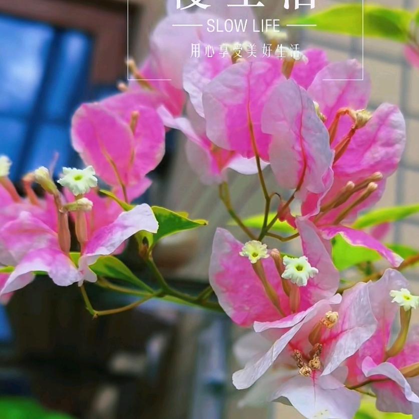 红姐爱养花