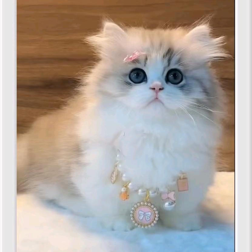 小太子奶