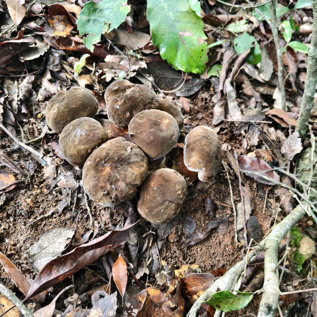 山清水秀