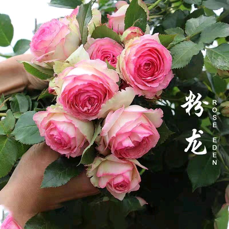 TAHUAXING园艺