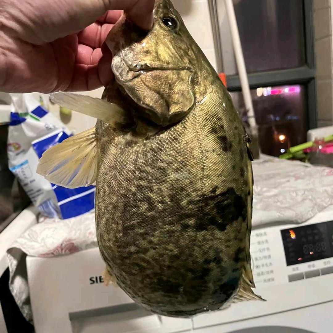 🐬二林路亚鳜鱼专场🧞‍♂️